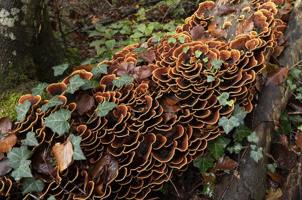 Brown velvet layer fungus