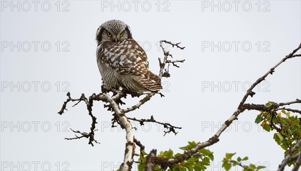 Northern hawk owl