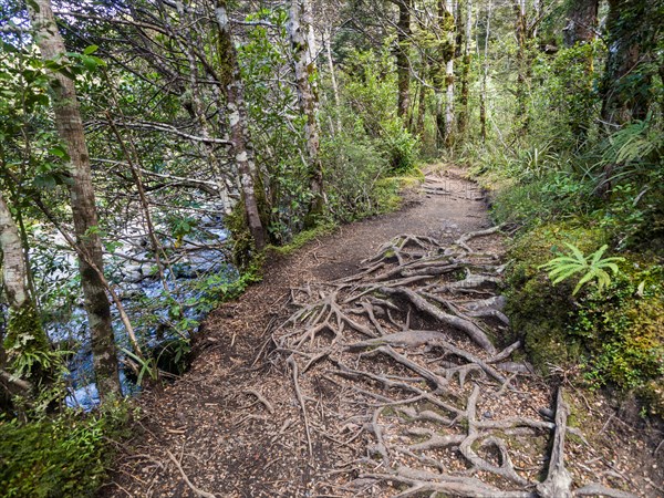 Roots on the Taranaki Falls Track