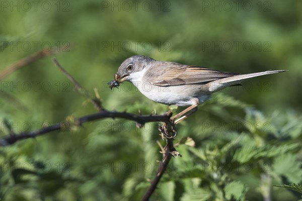 Common whitethroat