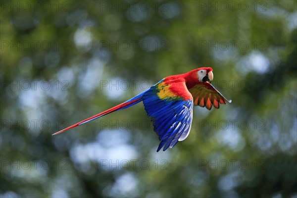 Scarlet macaw