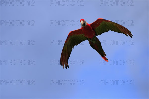 Scarlet macaw