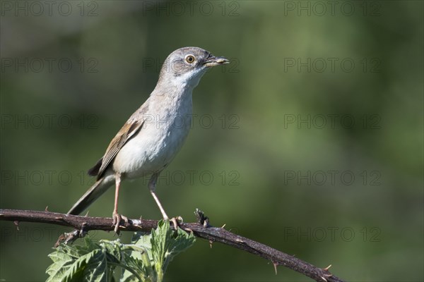 Common whitethroat