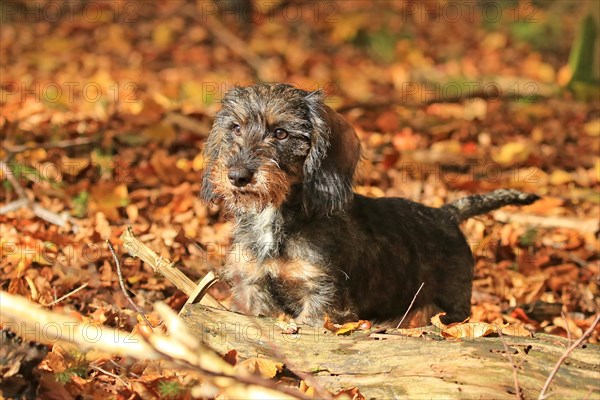 Rough-haired dachshund