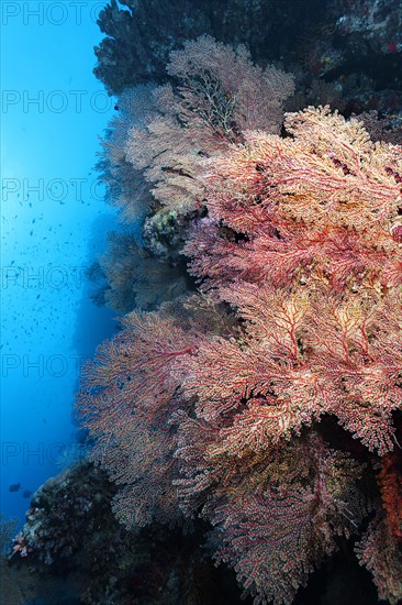 Coral reef wall covered with horn coral