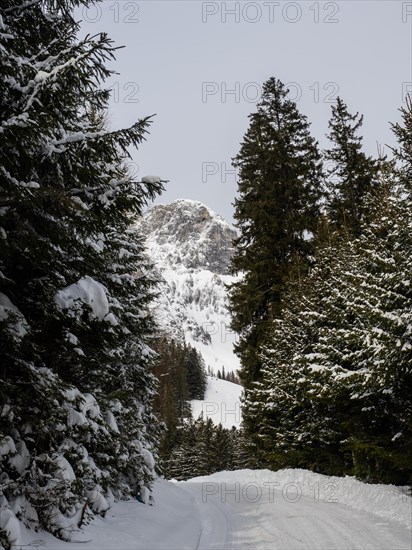 Winter landscape