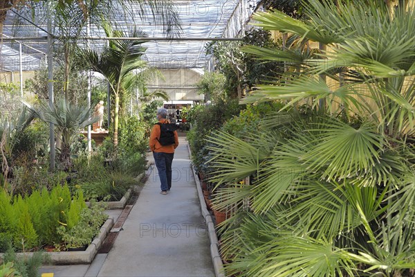 Woman walking through nursery offering palm trees