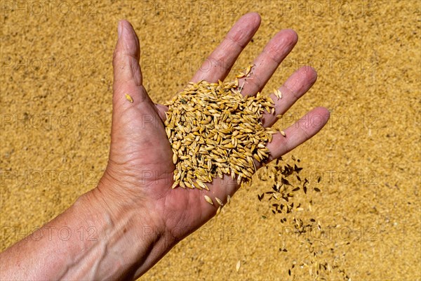 Freshly harvested wheat with husks