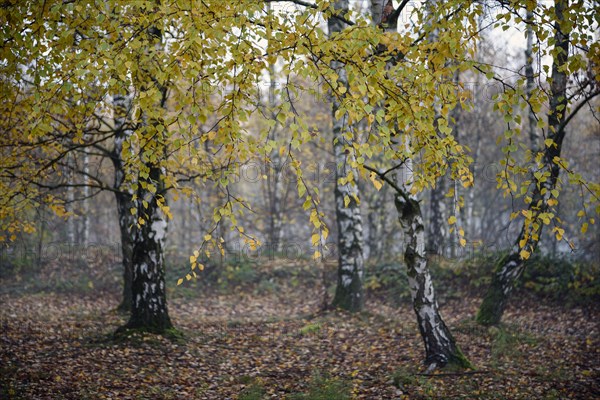 Sand birch