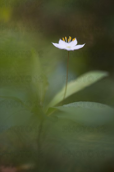 Chickweed wintergreen