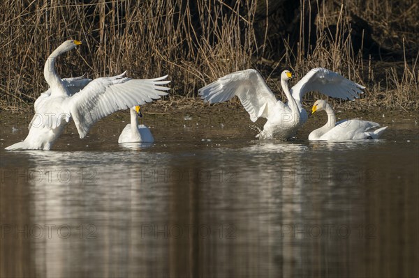 Whooper swans