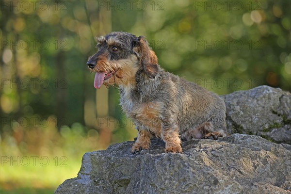 Rough-haired dachshund