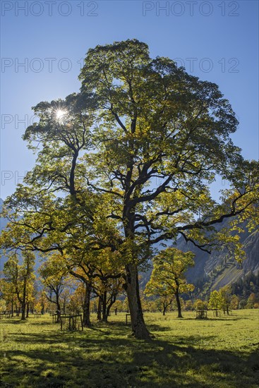Grosser Ahornboden