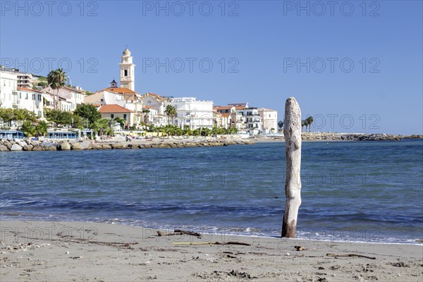 Alluvial wood on the sandy beach in San Stefano al Mare