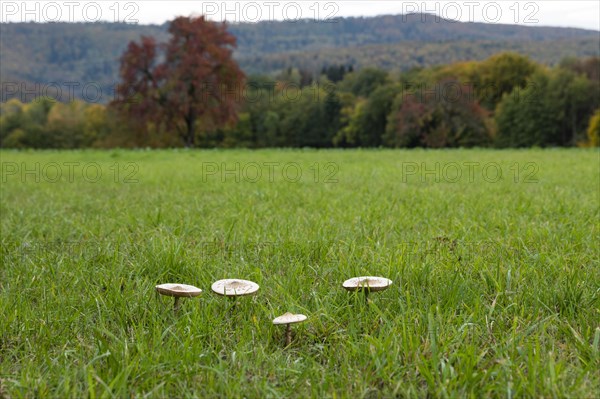 Parasol mushroom