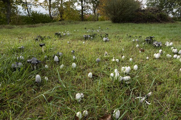 Shaggy ink cap