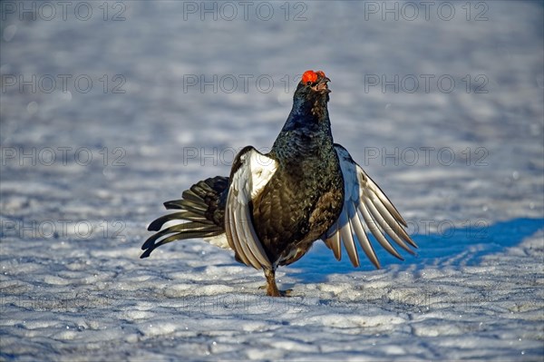 Black grouse