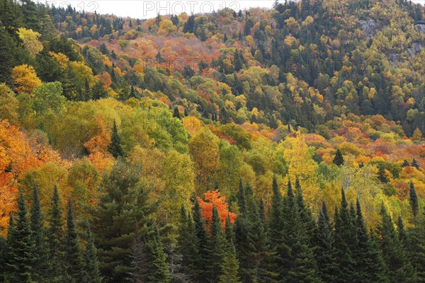 Autumnal Forest