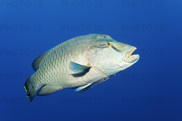 Humphead wrasse