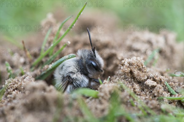 Ashy mining bee