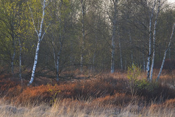 Warty birch