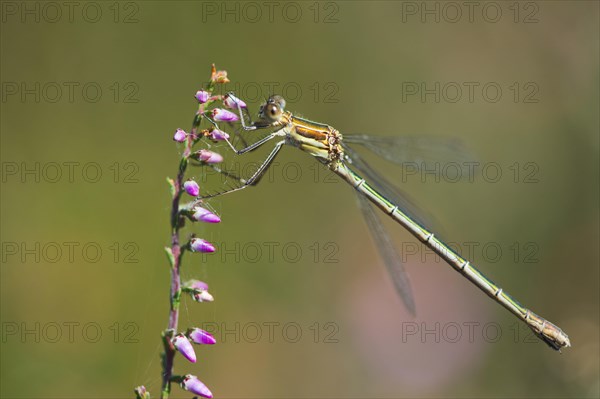 Common Emerald Damselfly