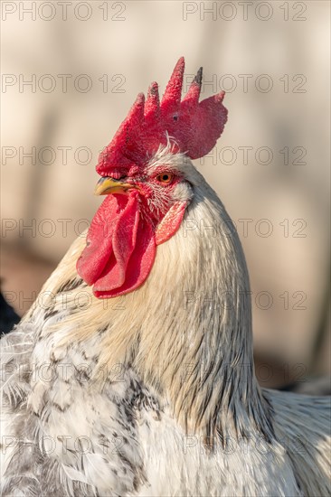 Portrait of a rooster in a chicken coop. France