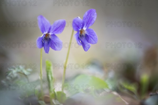 Wood violet