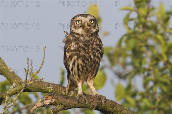 Little owl