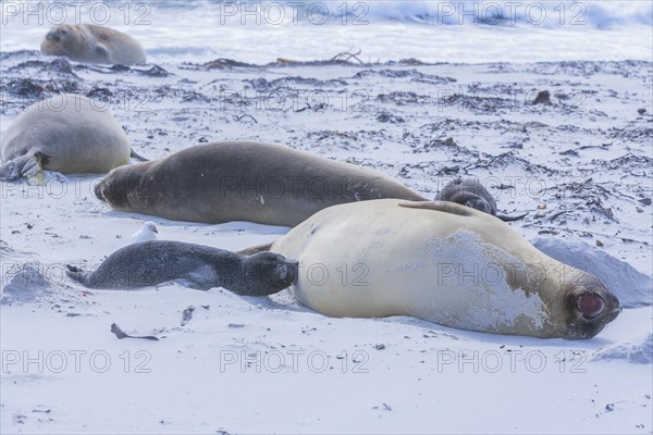 Southern elephant seals