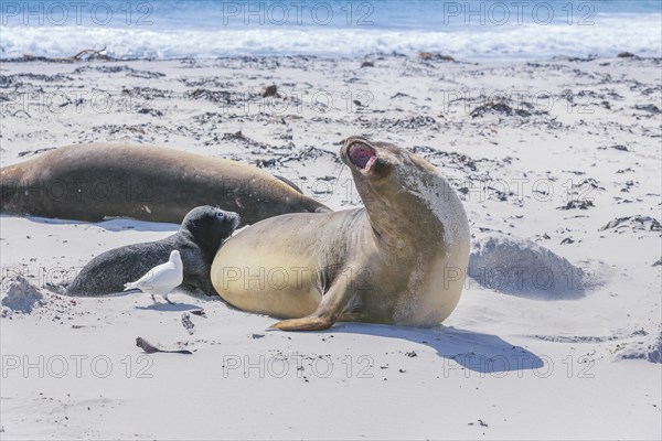 Southern elephant seals