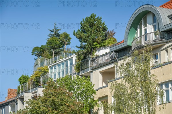 Trees and shrubs on attic