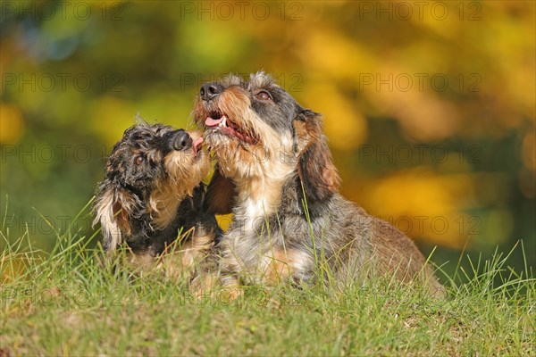 Rough-haired dachshund