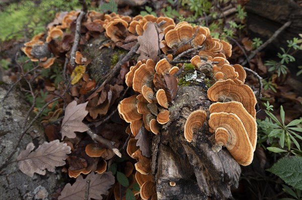 Leaf fungus