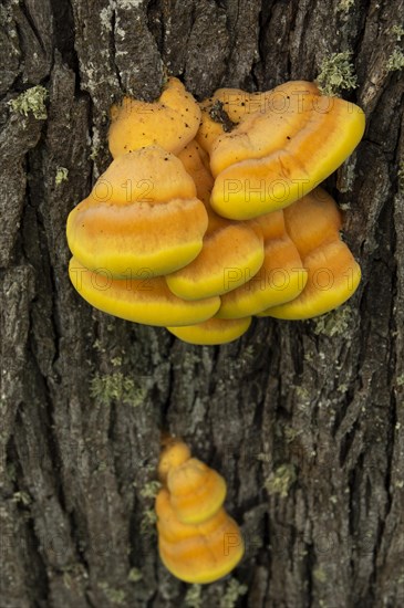 Sulphur polypore