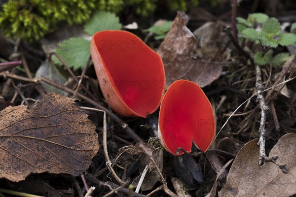 Scarlet elf cup