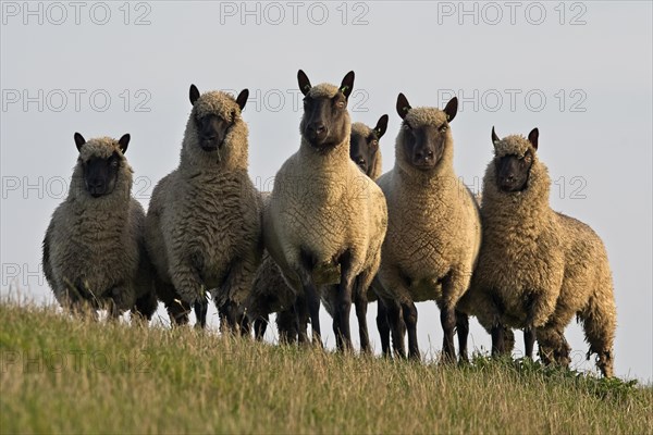 Suffolk sheep