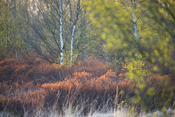 Warty birch