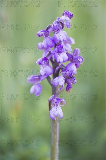 Early purple orchid