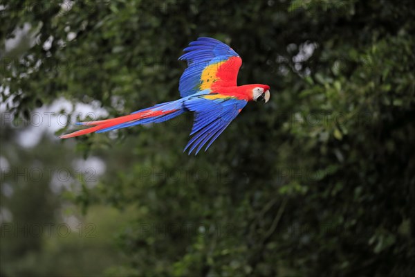 Scarlet macaw