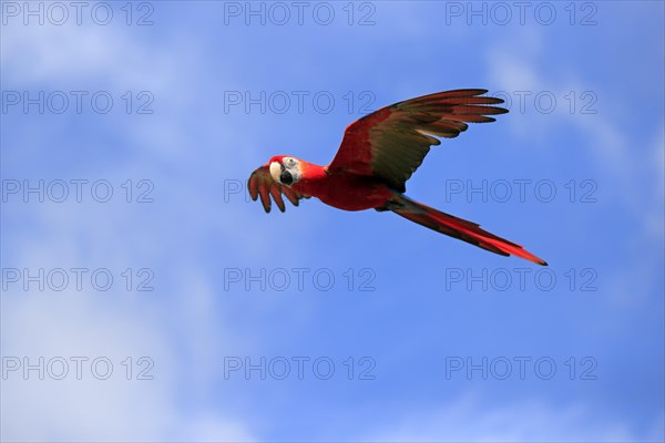 Scarlet macaw