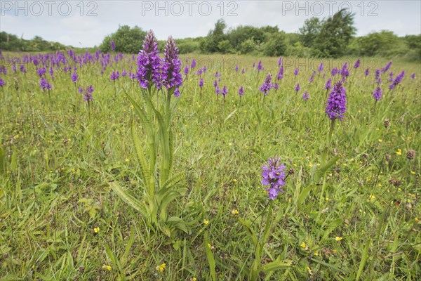 Moorland spotted orchid