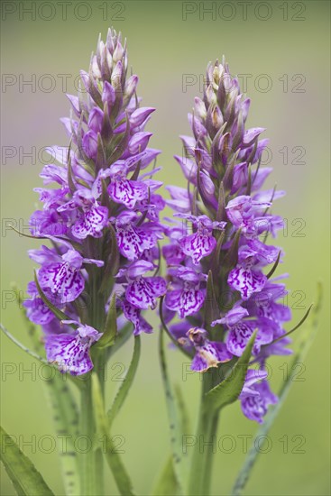 Moorland spotted orchid