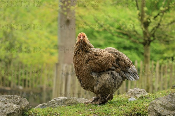 Brahma chicken