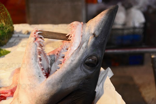 Head of a shark