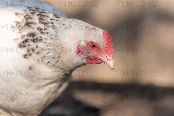 Portrait of a white hen in a chicken coop. France