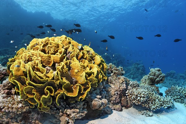 Yellow scroll coral