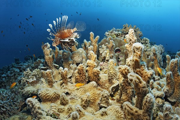 Indian lionfish