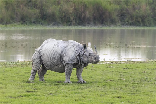 Indian rhino