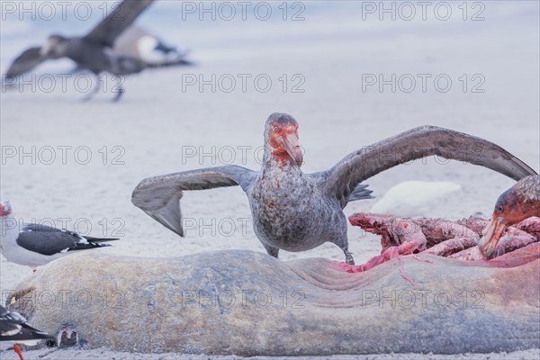 Giant Petrel